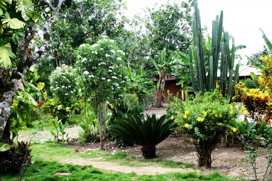 Растительность Доминиканской республики